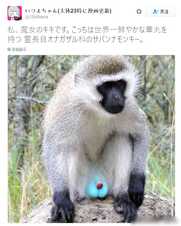 这只猴子有世界上最鲜艳的.